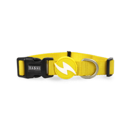 Dashi Solid Yellow Collar Extra Small